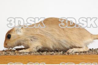 Gerbil - Meriones meridionus 0002